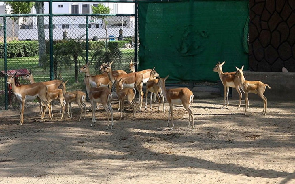 Citi Housing Gujranwala has a zoo inside the society