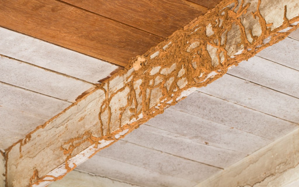 termite infestation wooden ceiling