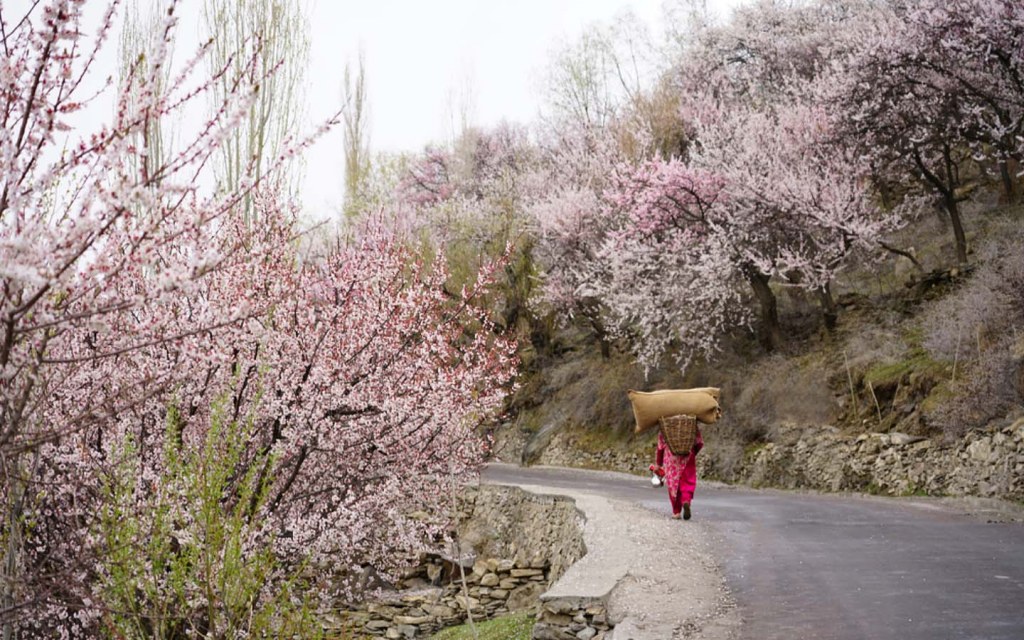 Woman walking through cherry blossom trees in Nagar