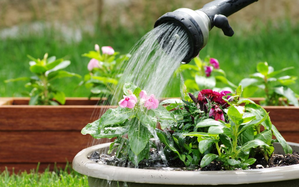 An effective tip in taking care of your plants in summers is to not over water the plants 