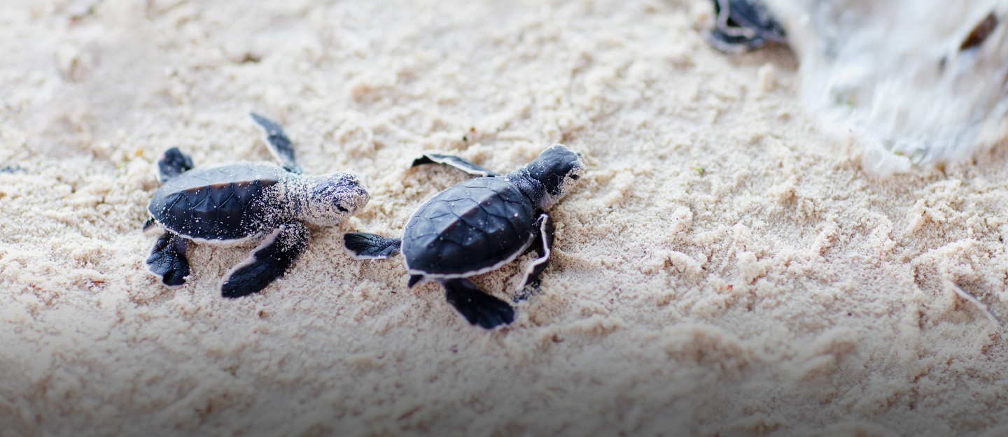 Turtle Beach In Karachi Activities Rental Huts More