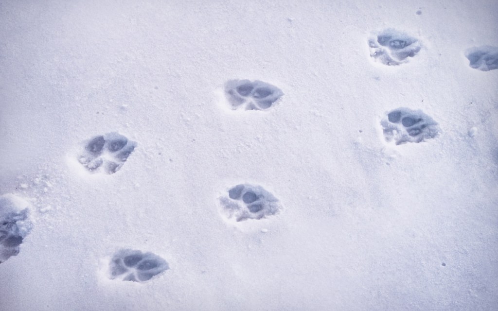 Tracking prints in the snow in one of the top outdoor activities during winter