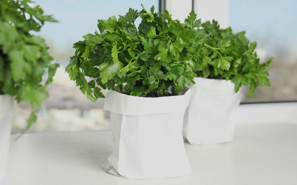 Grow a herb garden in your kitchen window